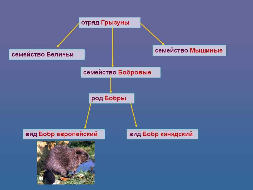 На фото описано про отряд грызунов